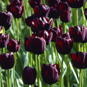 Tulipn tardo 'Queen of the Night'